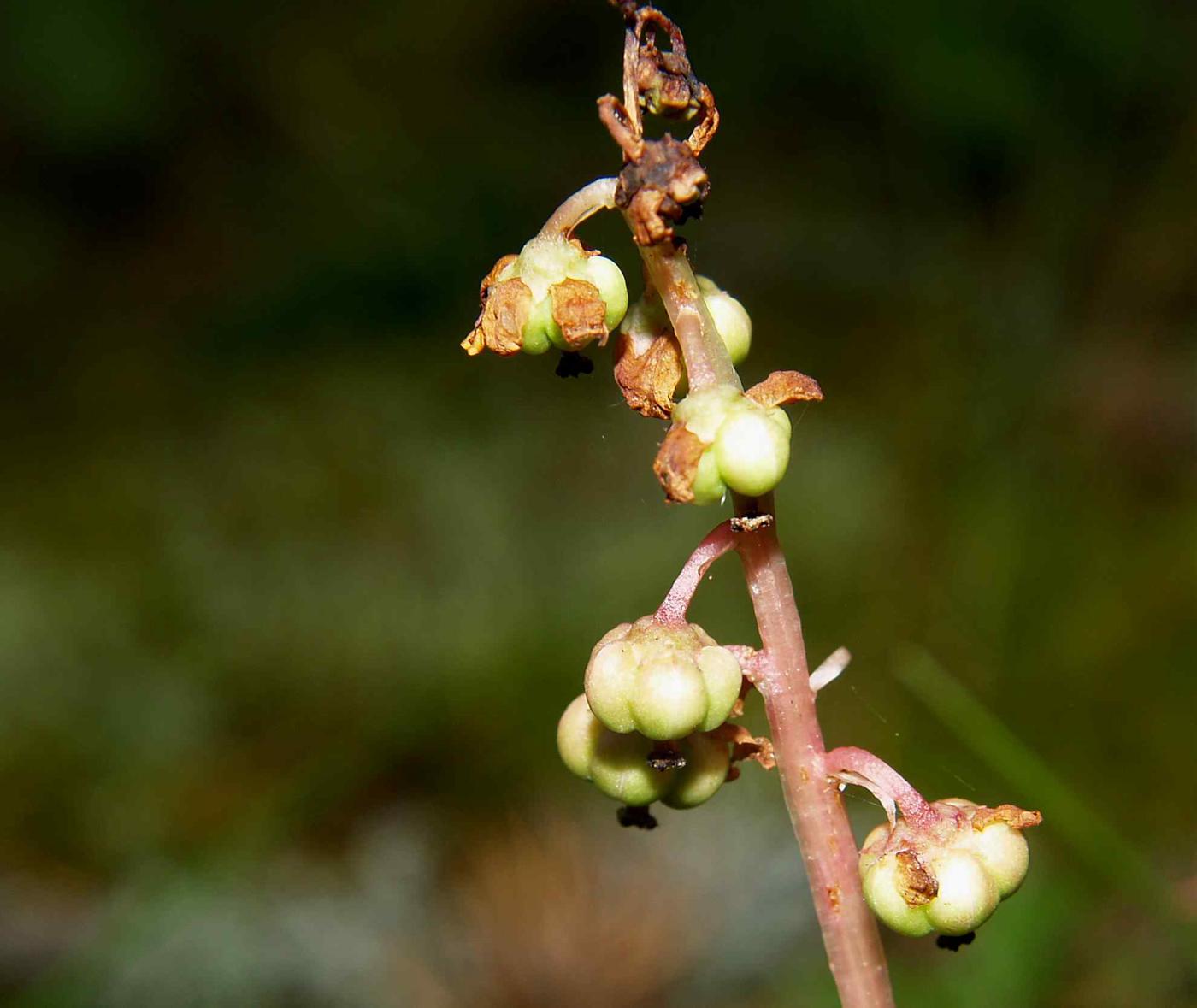 Wintergreen, Small fruit